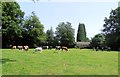 Cows at Lucas Farm