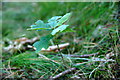 Oak sapling on Blairgowrie Golf Course