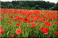 A field of poppies