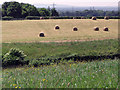 Hay Field