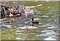 Coots on Claremont Lake