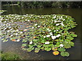 J3021 : Water lilies on the Duck Pond below the Silent Valley Dam by Eric Jones