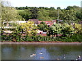 Scottowe?s Pond, Chesham in summer (4)