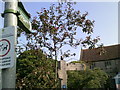 Signposts for the North Downs Way near to Wye Parish Church