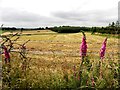 Aghnagreggan Townland