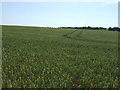 Crop field off near Lazy Hill