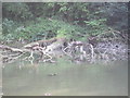 SW7425 : Snags-fallen oak tree in Frenchman's Creek by Dr Duncan Pepper