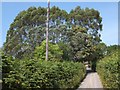 Trees and hedges by the road past Warwicks