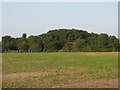 Arable field near Ashtree Farm, Mayland