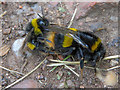 Bumble bees mating on the tow path