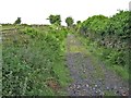 Track onto the moor