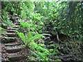 Footpath through the wood