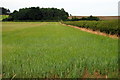 Barley and spinney by Maynes Hill Farm