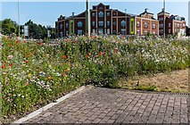 SO8405 : Wild flower bed, Brewery Bridge, Stroud by Roger May