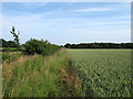 Footpath on border of cornfield, Great Easton