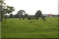 Cattle grazing by Thorpe House Farm