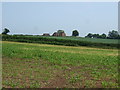 Crop field east of Ticknall