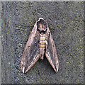 Privet Hawkmoth seen near Little Rakefairs, Great Easton