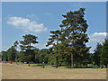 Trees, Shalford Park