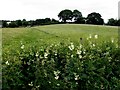 Aghagogan Townland