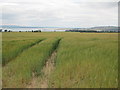 Barley fields near Newton