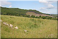 Cone Rock from Hillockhead