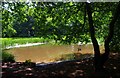 Hilditch (or Hillditch) Pool, near Hartlebury, Worcs