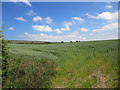 Wheat field near Henne, Castlebythe