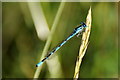 Common Blue Damselfly (Enallagma cyathigerum), Black Loch, Carsie