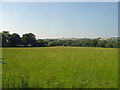 Large pasture near Pont-faen, Eglwyswen