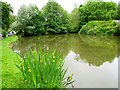 Pond, Ditchling