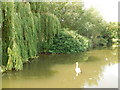 Swan beside the willows