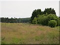 Grassland, Blacktop