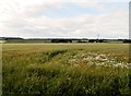 Field at Craigton, Monikie