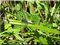 Dragonfly at Southwater Country Park