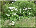 NU2319 : Giant Hogweed (Heracleum mantegazzianum)  by Russel Wills