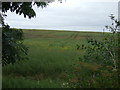 Crop field, Washinborough Top Farm