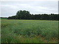 Oilseed rape crop, Chapel Hill