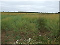 Oilseed rape crop, Mere House Farm