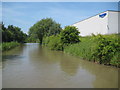 Ashby Canal: Reach in Hinckley & the Triumph factory