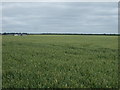 Crop field, Grange Farm