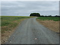 Track to Nocton Rise Farm