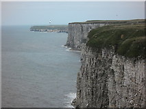 TA2073 : Bempton Cliffs by derek dye