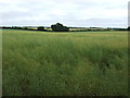 Oilseed rape crop south of Dunston Heath Lane