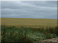 Crop field off Gorse Hill Lane