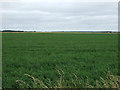 Crop field near Thompson