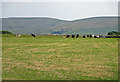 Cattle pasture near Siop-fach, Nevern