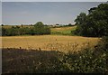 Field by Court Farm Road