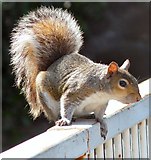 SJ9398 : Squirrel at Portland Basin by Gerald England