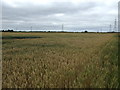 Crop field, Deepdale